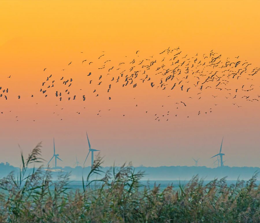 Turbines and birds, Marijs/Shutterstock