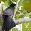 White-crowned Pigeon, Stubblefield Photography, Shutterstock