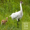 Whooping Crane and chick, Scott E. Nelson, Shutterstock