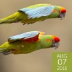 Red-fronted Macaw, Paul B. Jones