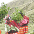 Nearly 7 Million Trees Planted: Celebrating 20 Years of Reforestation Efforts