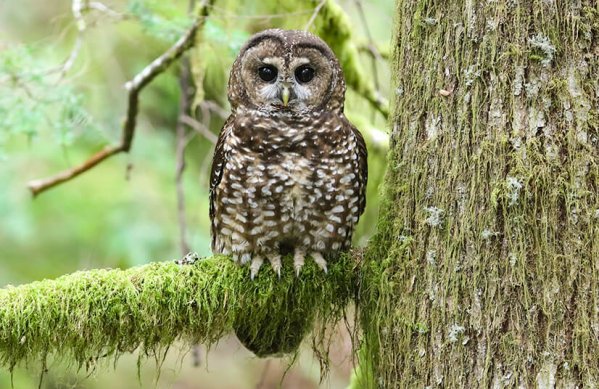 Northern Spotted Owl by Scott Carpenter