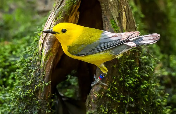 Prothonotary Warbler