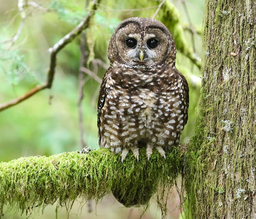 Northern Spotted Owl by Scott Carpenter