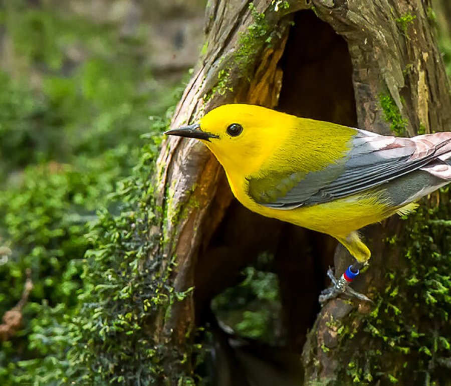 Prothonotary Warbler