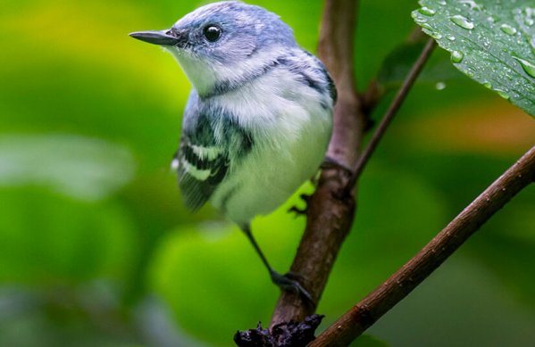 Cerulean Warbler by Ray Hennessy