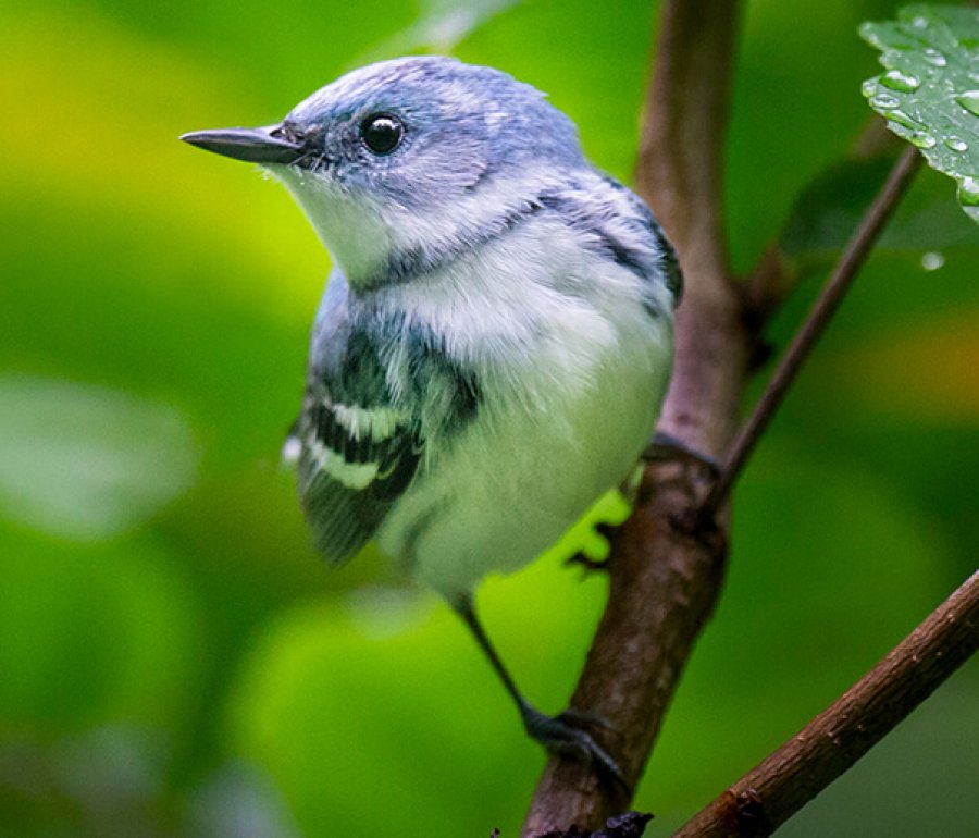 Cerulean Warbler by Ray Hennessy