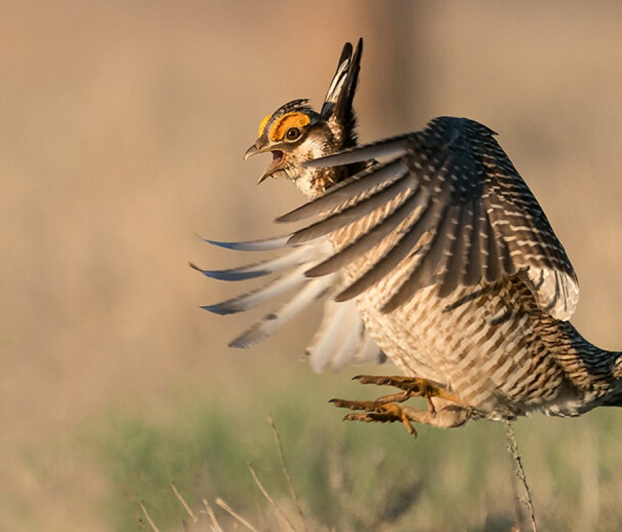 Lesser Prairie-Chicken Rob Palmer Photography